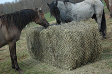 Load image into Gallery viewer, Hay Chix Large Bale 6’ Original 1 3/4”

