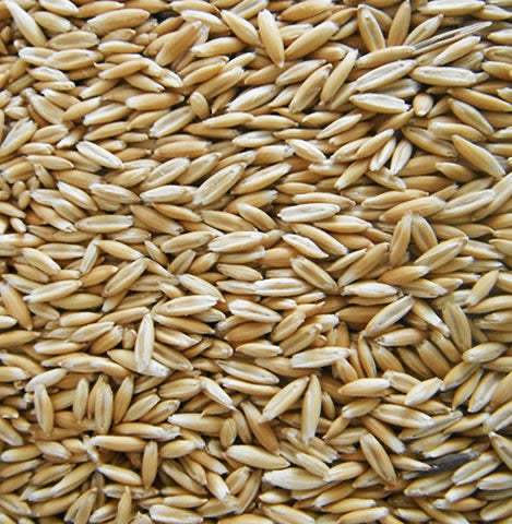Central States Crimped Oats