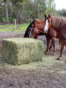 Alfalfa Full Block