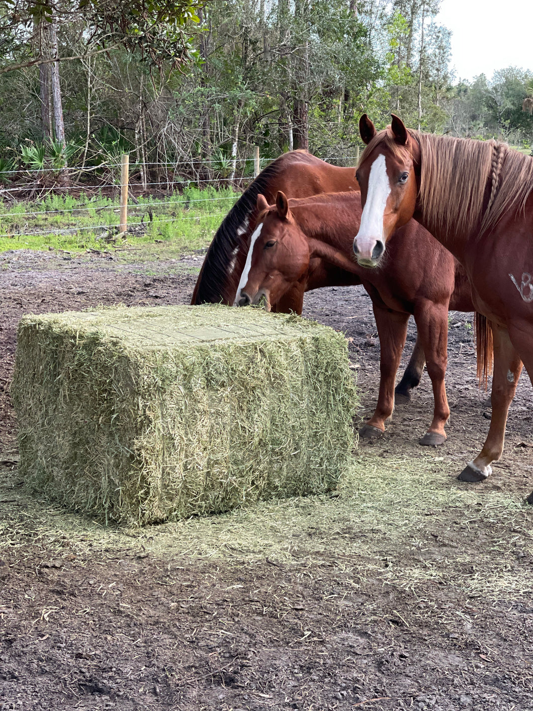 Alfalfa Full Block