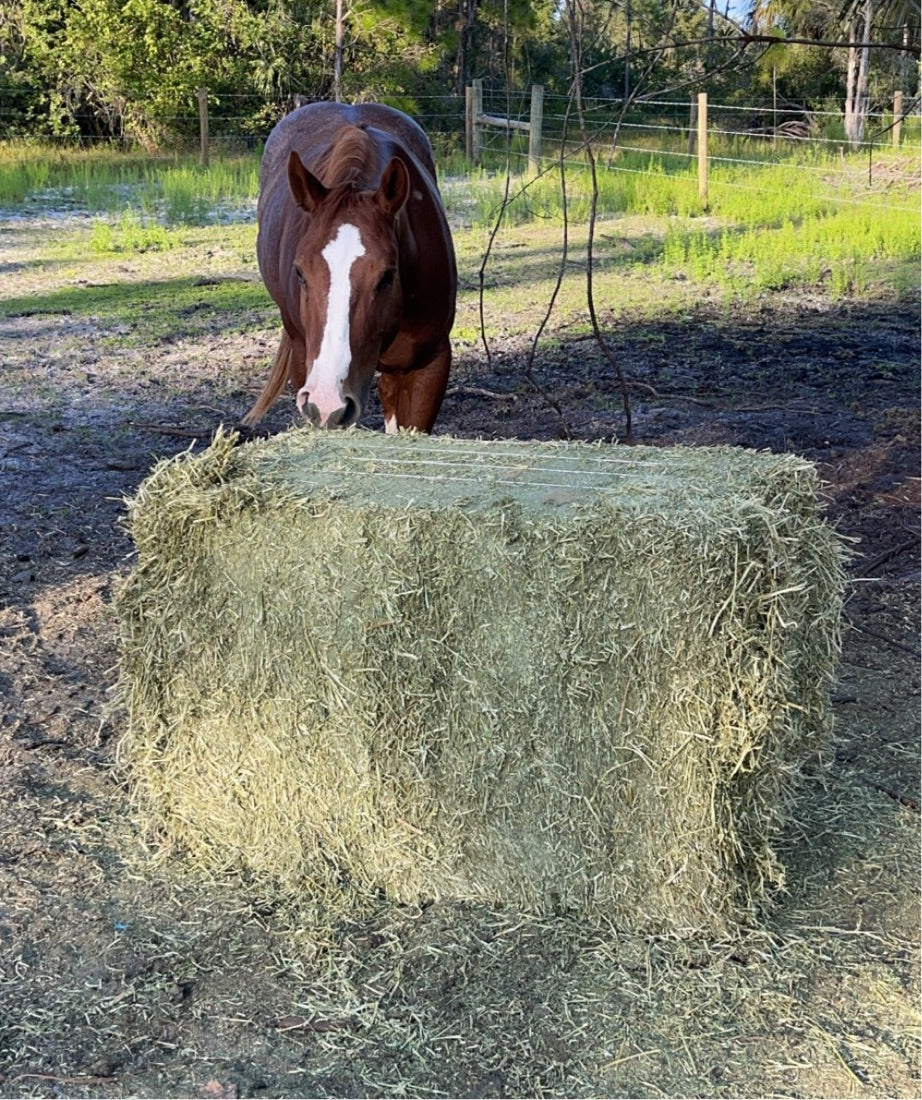 Alfalfa Half Block