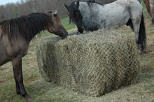 Load image into Gallery viewer, Hay Chix Large Bale 5’ Goldilocks 1 3/4” Original
